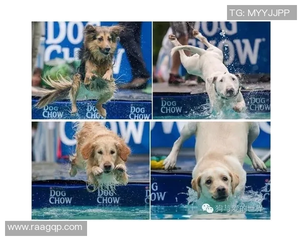 狗狗化身绿茵足球球星闪耀赛场展现萌力与运动激情 狗狗化身绿茵足球球星闪耀赛场展现萌力与运动激情